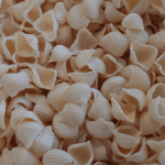 Conchiglie